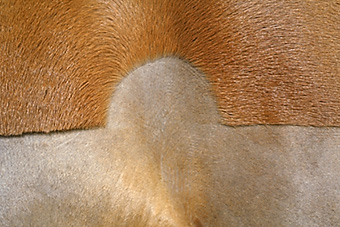 An example picture for you to enjoy