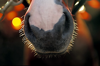 An example picture for you to enjoy