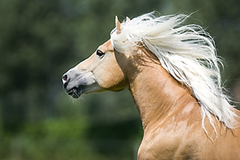 An example picture for you to enjoy