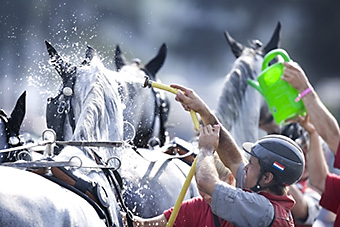 An example picture for you to enjoy