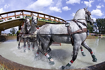 An example picture for you to enjoy