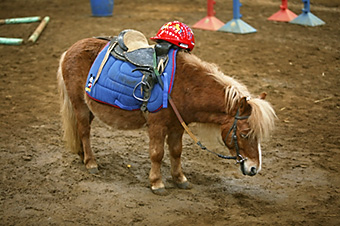 An example picture for you to enjoy