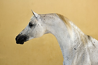 An example picture for you to enjoy