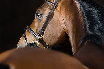 An example picture for you to enjoy