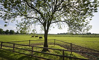 An example picture for you to enjoy