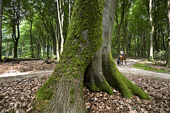 An example picture for you to enjoy