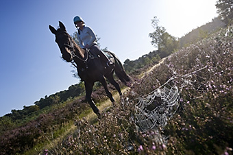 An example picture for you to enjoy