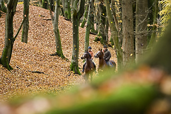 An example picture for you to enjoy