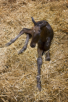 An example picture for you to enjoy