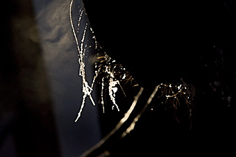 An example picture for you to enjoy