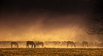 An example picture for you to enjoy